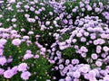 A Sea of Blooming Mums Royalty Free Stock Photo