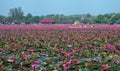 Sea of blooming pink lotus at wetland Phatthalung. Royalty Free Stock Photo