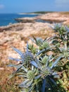 Sea blue flower thistle on coast