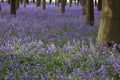 Sea of bluebells