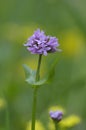 Sea Blush Plectritis congesta, Cowichan Valley, Vancouver Island, British Columbia