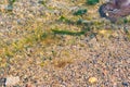 Sea bottom with pebbles and algea.