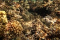 Sea bottom in shallow water, sun shines on sand and rocks completely covered with seaweed plants or corals - underwater photo