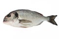 Sea bream