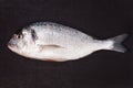 Sea bream on black background.