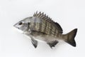 Sea bream, black sea bream