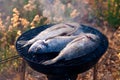 Sea Bream Fish Grilling On BBQ Royalty Free Stock Photo