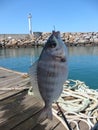 sea bream fishing on the pontoons