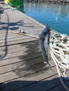 Sea bream fishing on the pontoons