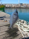 sea bream fishing on the pontoons