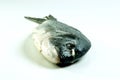 Sea bream from greece