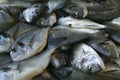 Sea bream head in the market Royalty Free Stock Photo