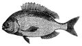 Sea bream I Antique Animal Illustrations