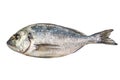 Fresh sea bream fish over white