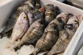 Sea bream or Sargo fishes on ice for sale. Royalty Free Stock Photo