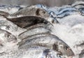 Sea bream Sparus aurata on ice at the seafood booth. Dorada fish or gilt-head bream on ice background sale in Royalty Free Stock Photo