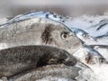 Sea bream Sparus aurata on ice at the seafood booth. Dorada fish or gilt-head bream on ice background sale in Royalty Free Stock Photo