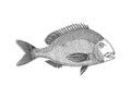 Sea Bream vector illustration