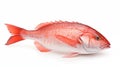 Sea breams are fish that undergo metamorphosis from tilapia.AI Generated Royalty Free Stock Photo