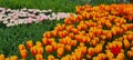 Sea breeze of Orange Tulips Royalty Free Stock Photo