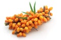 Sea buckthorn