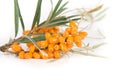 Sea-buckthorn