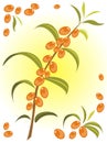 Sea buckthorn