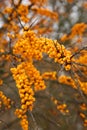 Sea-buckthorn,autumn