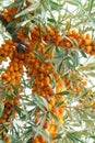 Sea-buckthorn berries