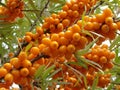 Sea buckthorn berries Royalty Free Stock Photo