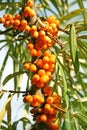 Sea buckthorn berries