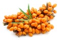 Sea buckthorn berries branch