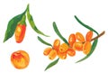 Acrylic sea buckthorn berries branch isolated on the white Royalty Free Stock Photo