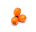 Sea buckthorn berries branch