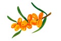 Sea buckthorn berries branch isolated on the white acrylic Royalty Free Stock Photo