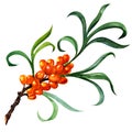 Sea buckthorn berries branch isolated on the white