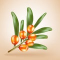 Sea buckthorn berries branch with leaves