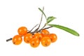 Sea buckthorn berries branch with leaves isolated on white background Royalty Free Stock Photo