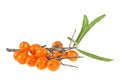 Sea buckthorn berries branch with leaves isolated on white background Royalty Free Stock Photo