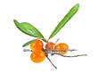 Sea buckthorn berries branch with leaves isolated on white background Royalty Free Stock Photo