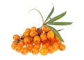 Sea buckthorn berries branch with leaves isolated on white background Royalty Free Stock Photo