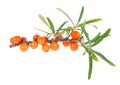 Sea buckthorn berries branch with leaves isolated on white background Royalty Free Stock Photo