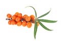 Sea buckthorn berries branch with leaves isolated on white background Royalty Free Stock Photo