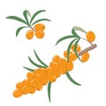 Sea buckthorn berries on a branch with leaves. Vector illustration. Royalty Free Stock Photo