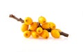 Sea buckthorn berries branch Royalty Free Stock Photo