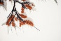 Of sea buckthorn berries on a branch under a snow hat. Winter food for birds Royalty Free Stock Photo