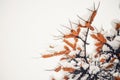 Of sea buckthorn berries on a branch under a snow hat.Winter food for birds Royalty Free Stock Photo