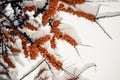 Of sea buckthorn berries on a branch under a snow hat.Winter food for birds Royalty Free Stock Photo