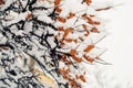 Of sea buckthorn berries on a branch under a snow hat.Winter food for birds Royalty Free Stock Photo