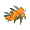 Sea buckthorn, berries on branch, vector illustration in flat style on white background Royalty Free Stock Photo